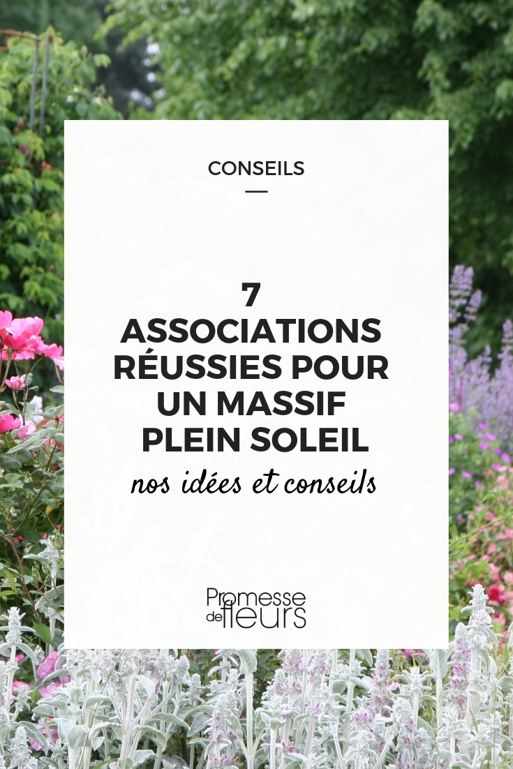 associer les plantes au soleil