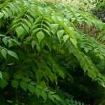 Aralia : plantation, culture et entretien