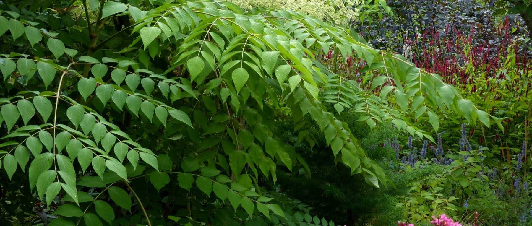 Radio Plantes  Espace pour la vie