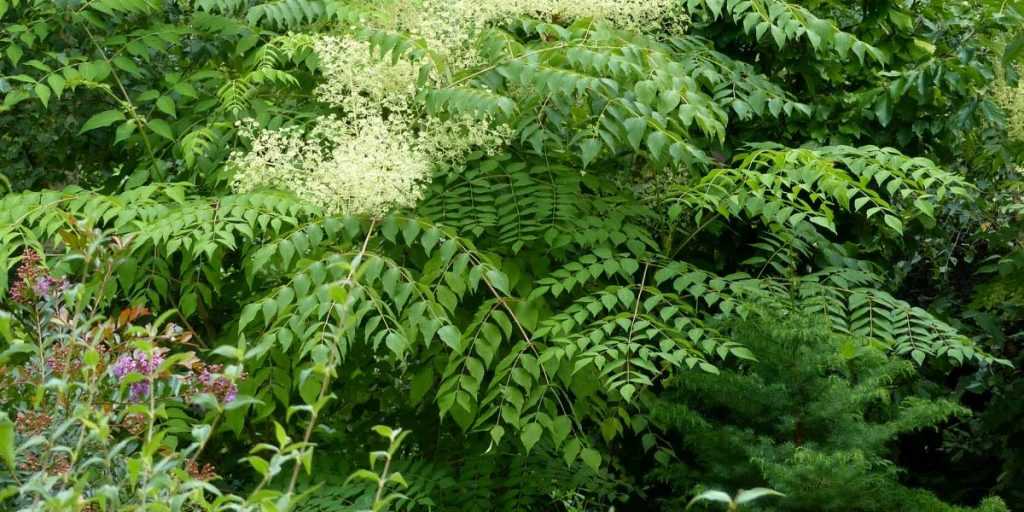 Aralia Planter Cultiver Et Entretenir