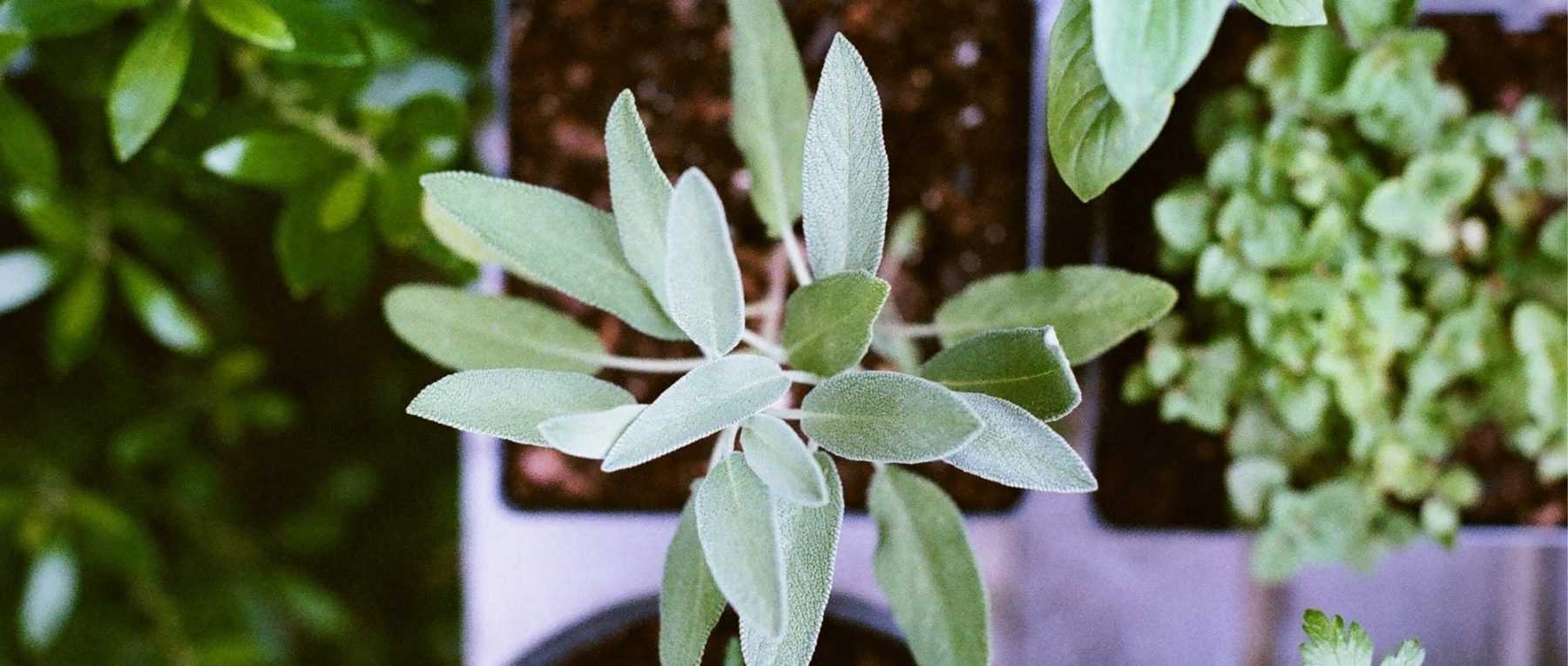 Tout savoir pour réussir les boutures – Osez Planter Ça Pousse