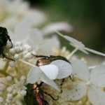 Cétoine dorée : tout savoir sur ce gros insecte du jardin