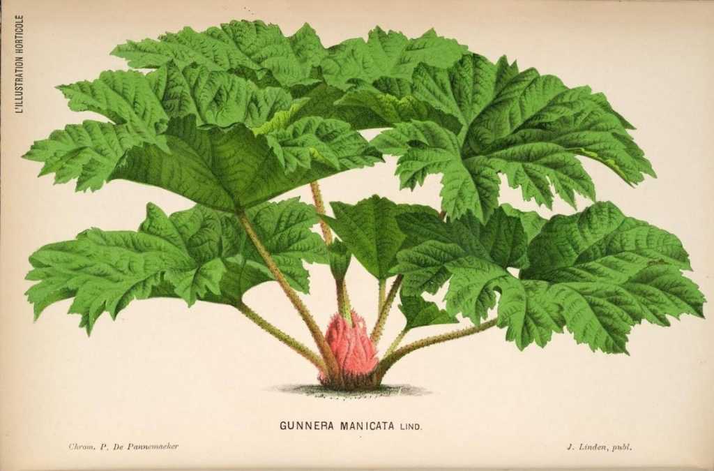 gunnera