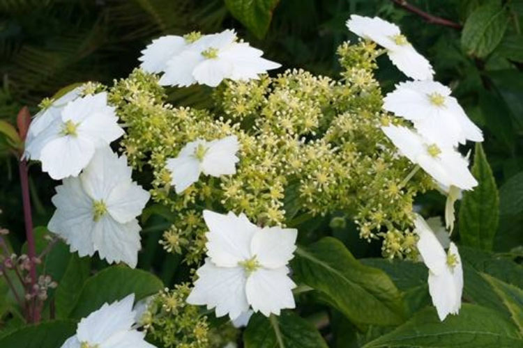 Hortensia - Hydrangea angustipetala Golden Crane 