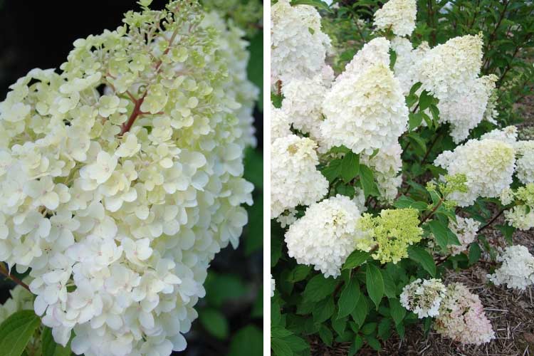 Hortensia paniculata Diamantino 