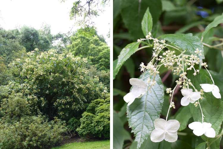 hortensia heteromalla