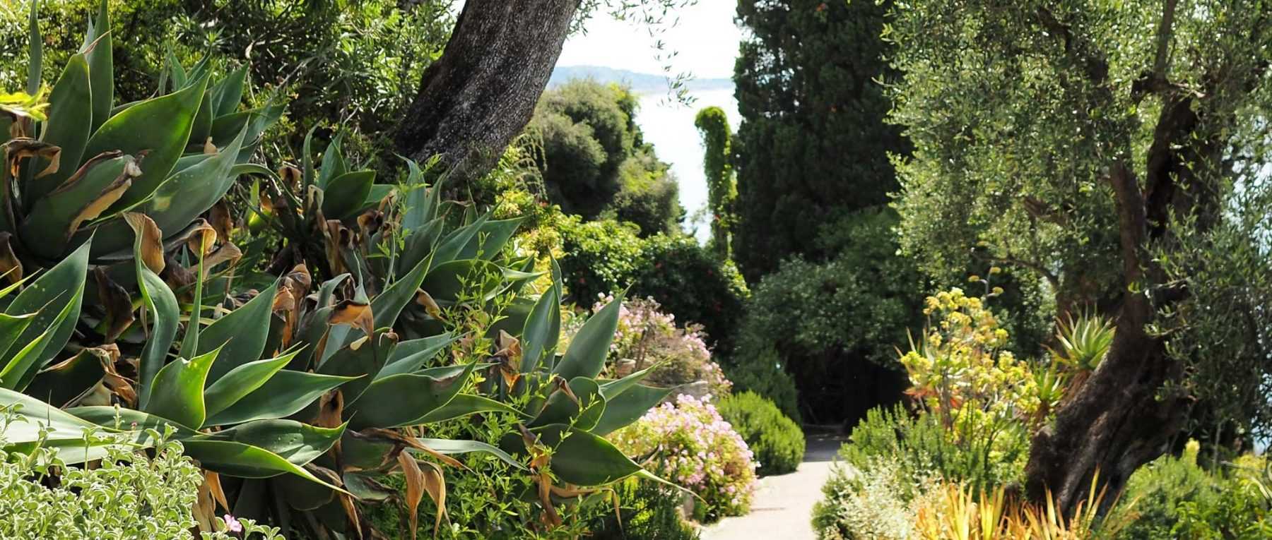 Jardin méditerranéen : 10 plantes emblématiques pour l'aménager