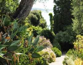 Jardin méditerranéen : 10 plantes emblématiques pour l'aménager