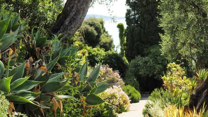 Jardin méditerranéen : 10 plantes emblématiques pour l'aménager