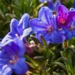 Lithodora : plantation, culture et entretien