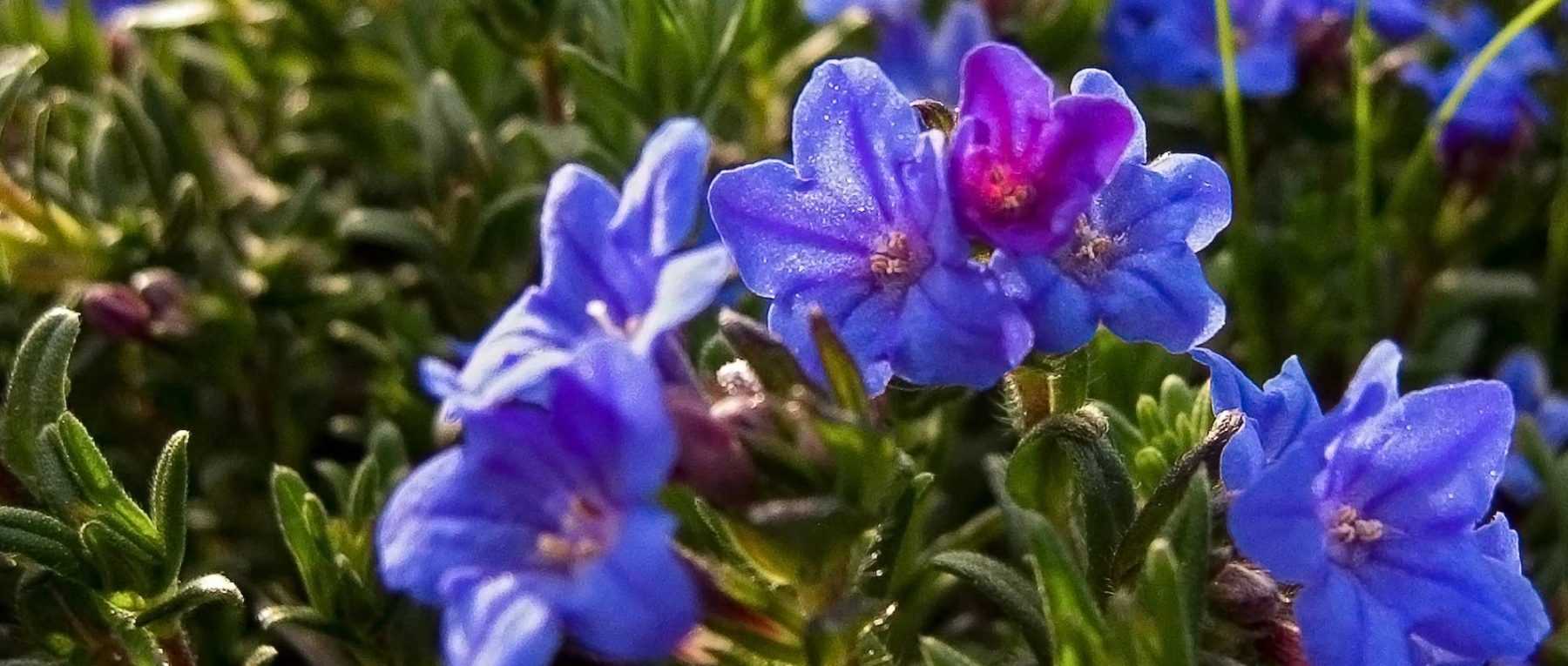 Lithodora : plantation, culture et entretien