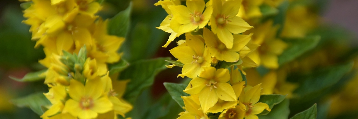 Lysimachia