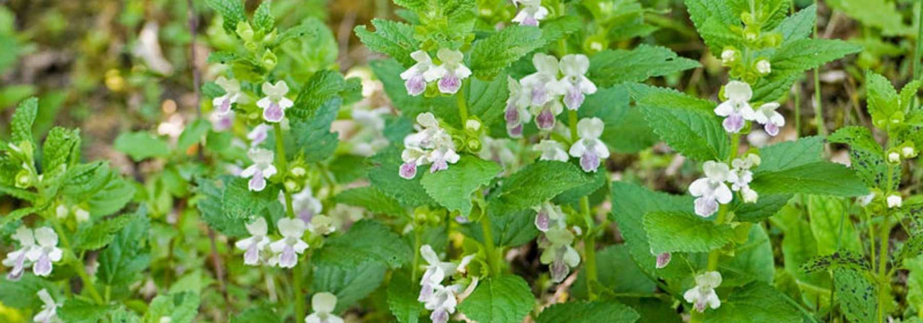 Melittis melissophyllum, Mélitte : planter, entretenir