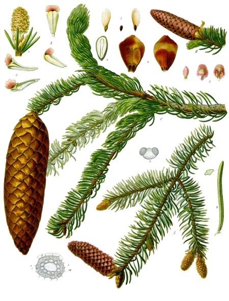 Epicéas, Picea : planter, tailler et entretenir - Conseils