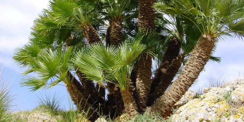 Le palmier nain Chamaerops humilis