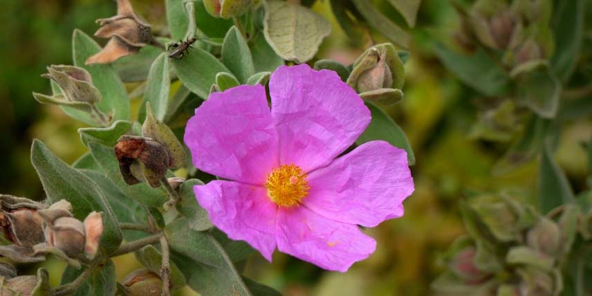 Jardin méditerranéen : 10 plantes emblématiques pour l'aménager