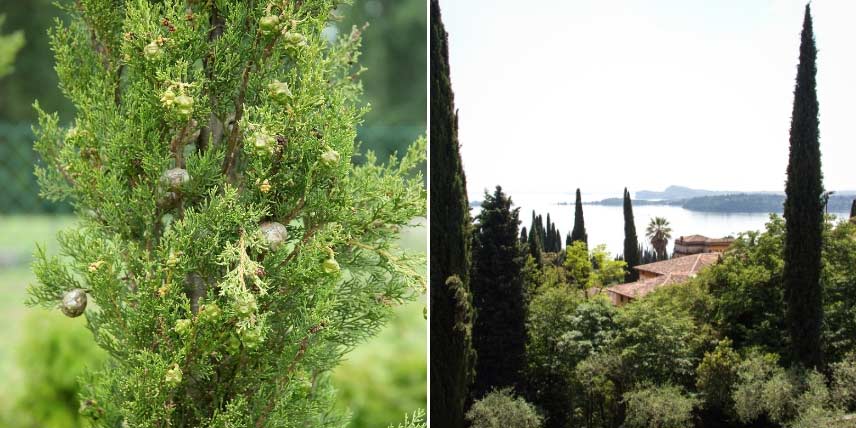 Cyprès de Provence, Cupressus sempervirens