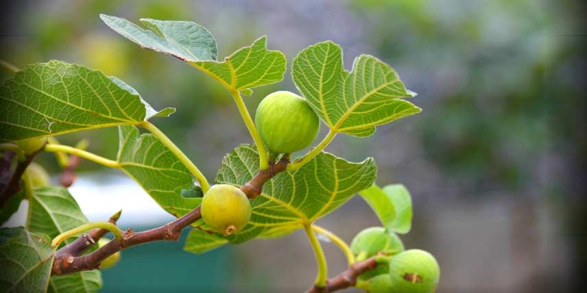 Les feuilles et fruits du figuier, Ficus carica