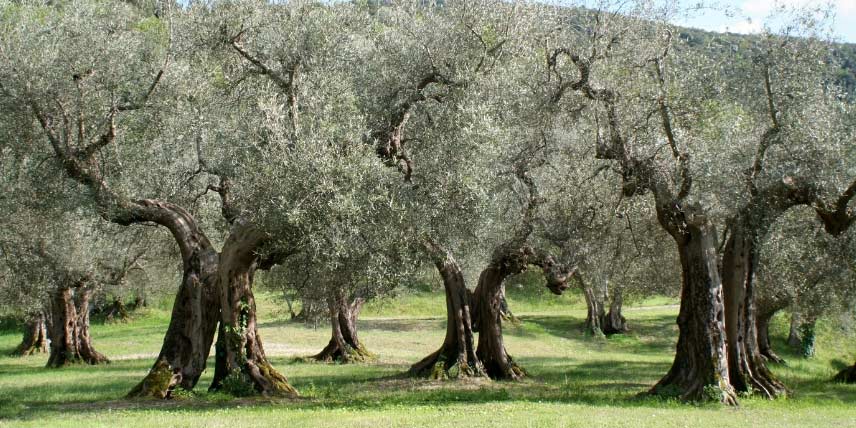 De vieux oliviers, Olea europaea