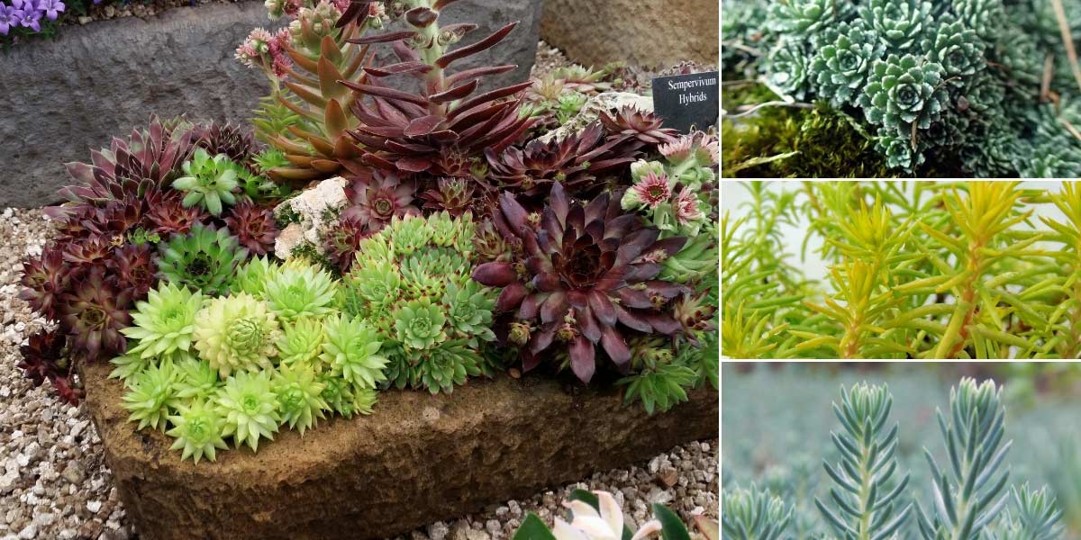 Sempervivum, Joubarbe : plantation, culture et entretien - Nos