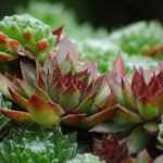 Sempervivum, joubarbe : planter, cultiver et entretenir