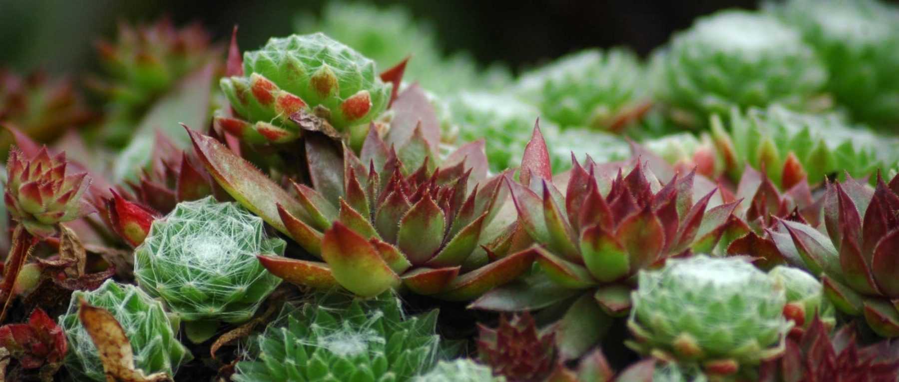 Sempervivum, joubarbe : planter, cultiver et entretenir