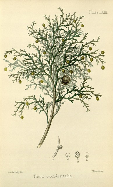 thuya occidentalis