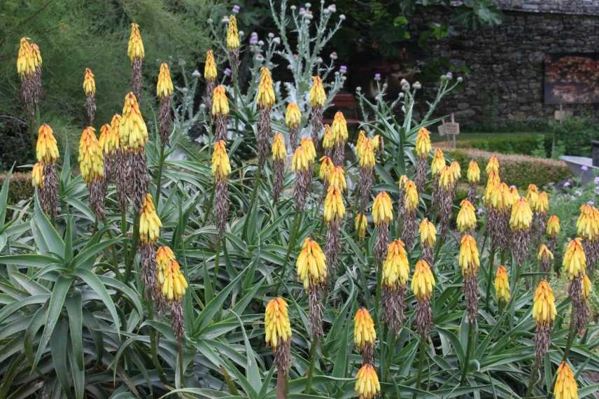 plante exotique rustique