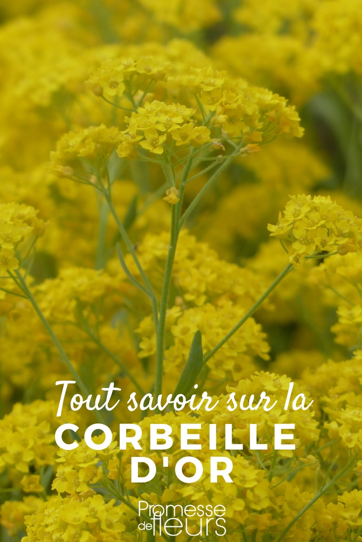 corbeille d'or tout savoir