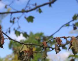 L’anthracnose