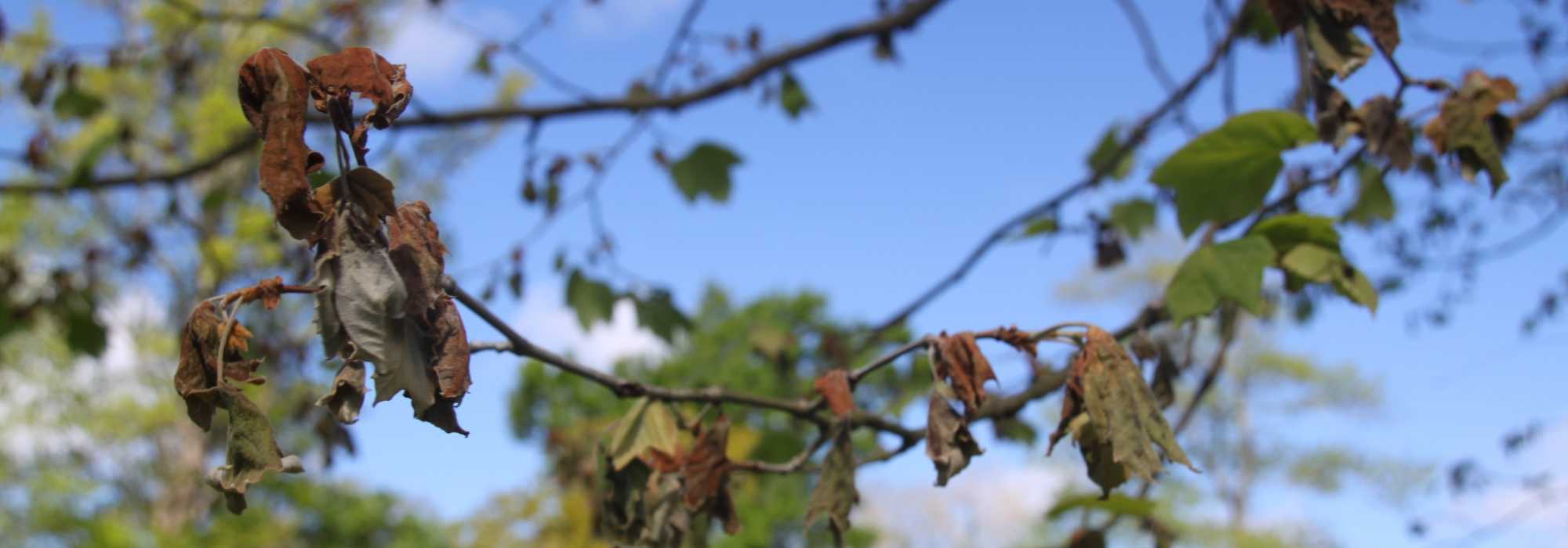 L’anthracnose