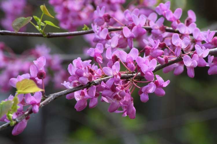 arbre de judée - cercis siliquastrum