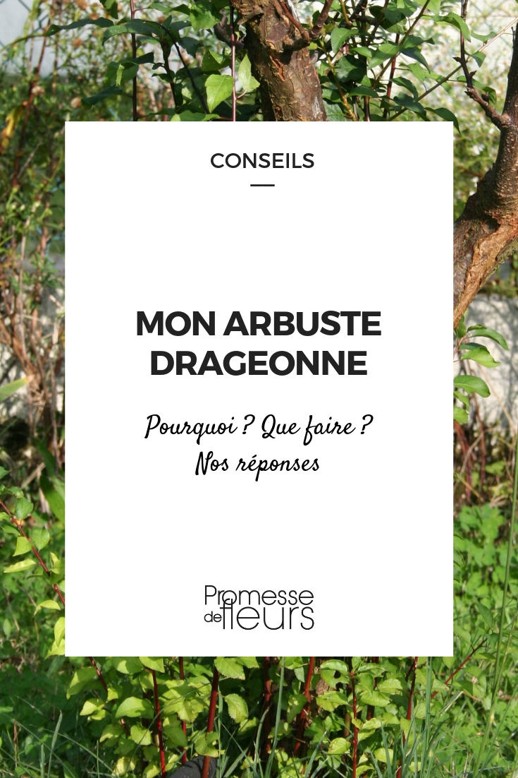 arbuste drageonne