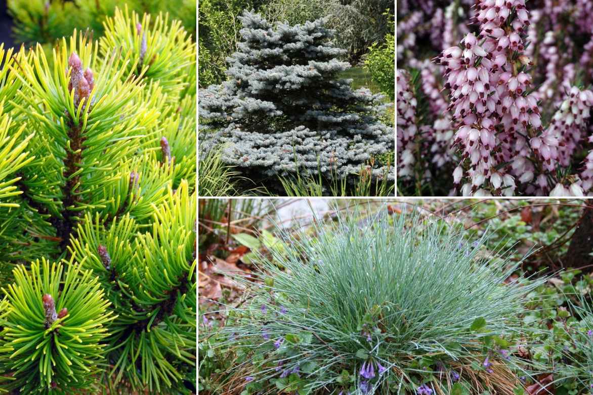 Epicéas, Picea : planter, tailler et entretenir - Conseils