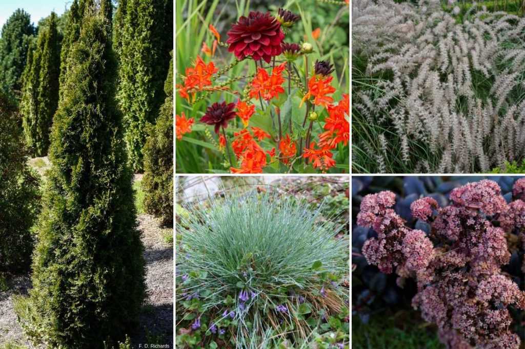 Thuya  planter, tailler et entretenir  Promesse de Fleurs