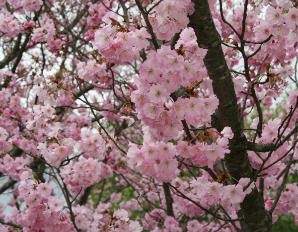 Avril 2019 au jardin