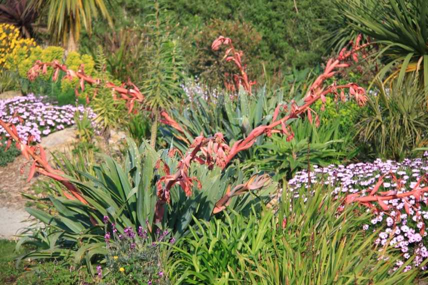 plante exotique rustique