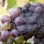 Le botrytis ou pourriture grise