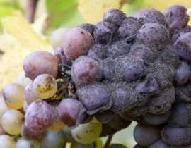 Le botrytis ou pourriture grise