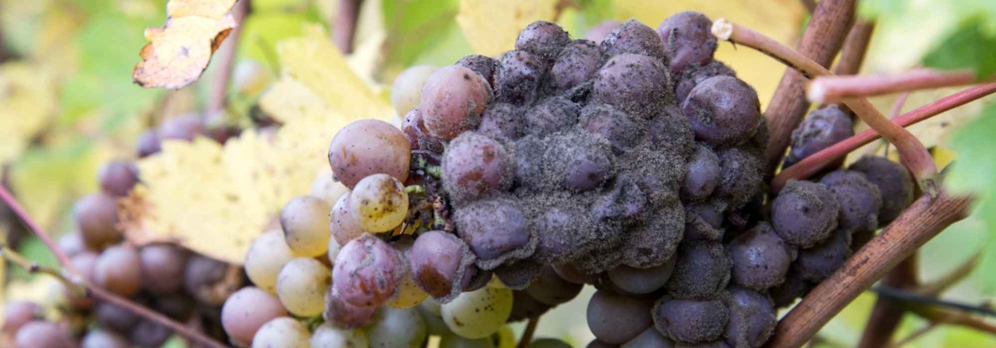 Le botrytis ou pourriture grise