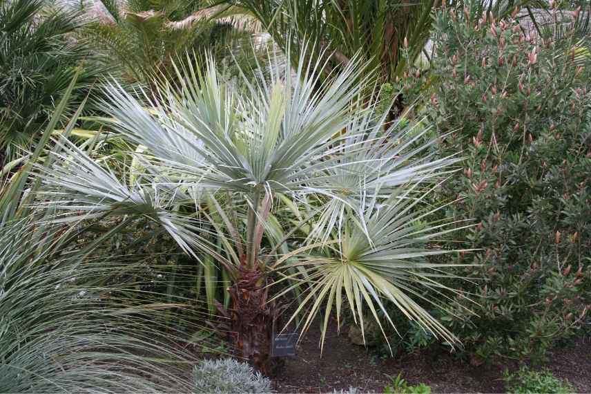 plante exotique rustique