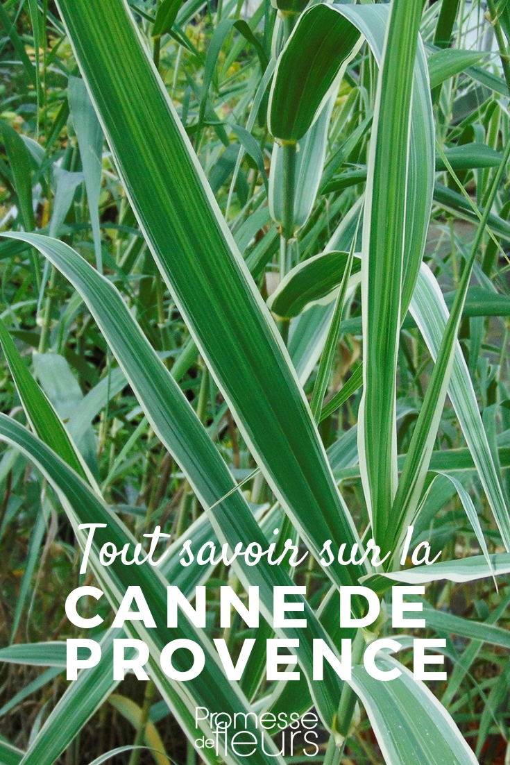 arundo donax tout savoir