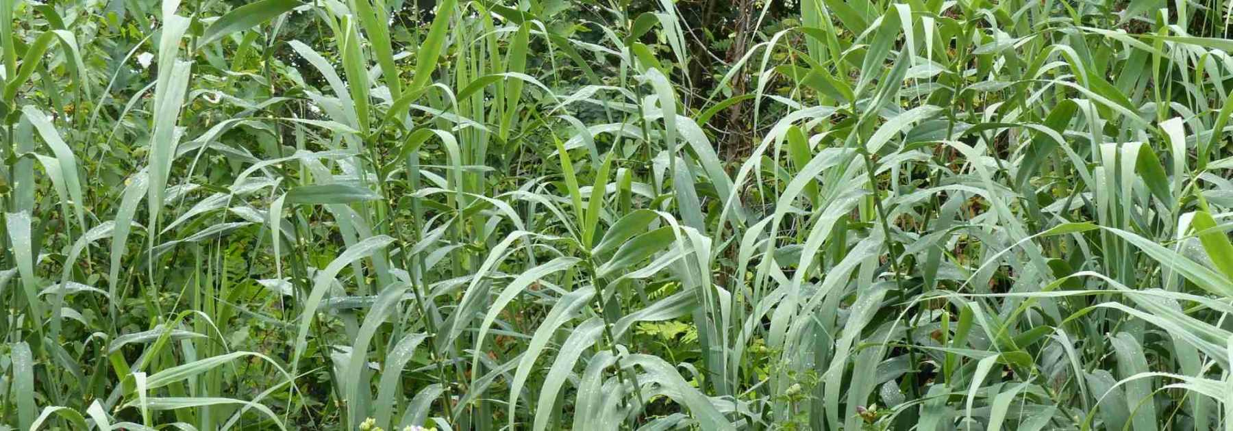 Canne de Provence, Arundo donax : plantation, culture, entretien