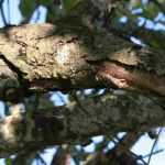 Le chancre des arbres et des fruitiers