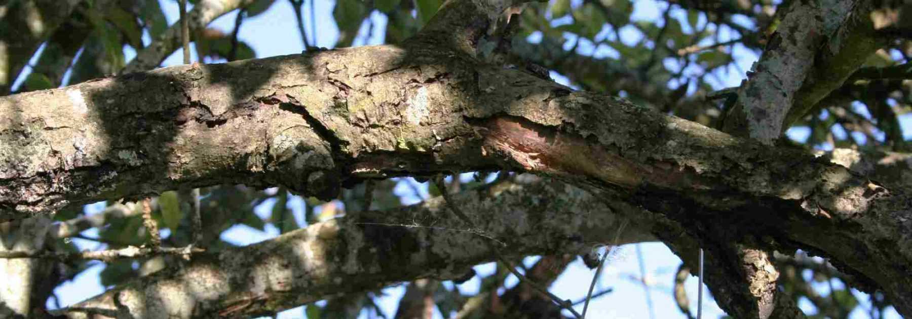 Le chancre des arbres et des fruitiers