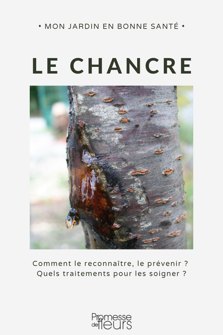 chancre arbre