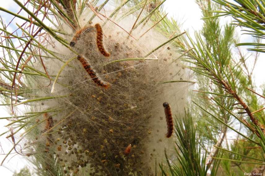 chenilles processionnaires, chenille urticante