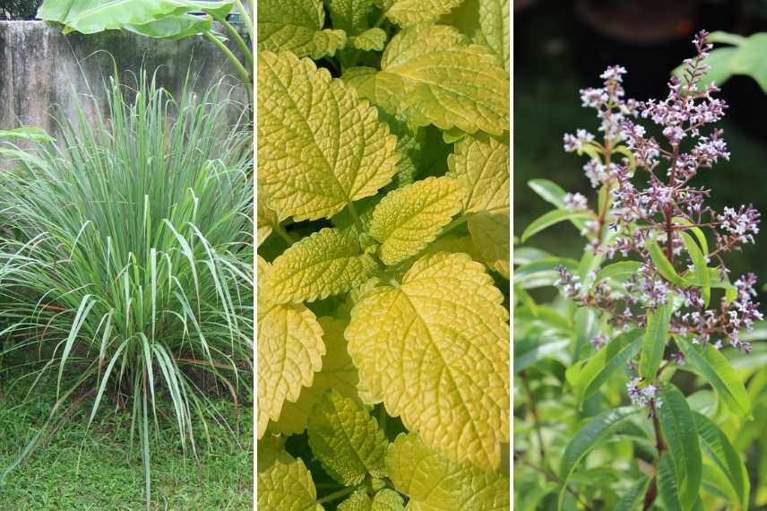 Plantes anti-moustiques faciles à planter au jardin ou en pot