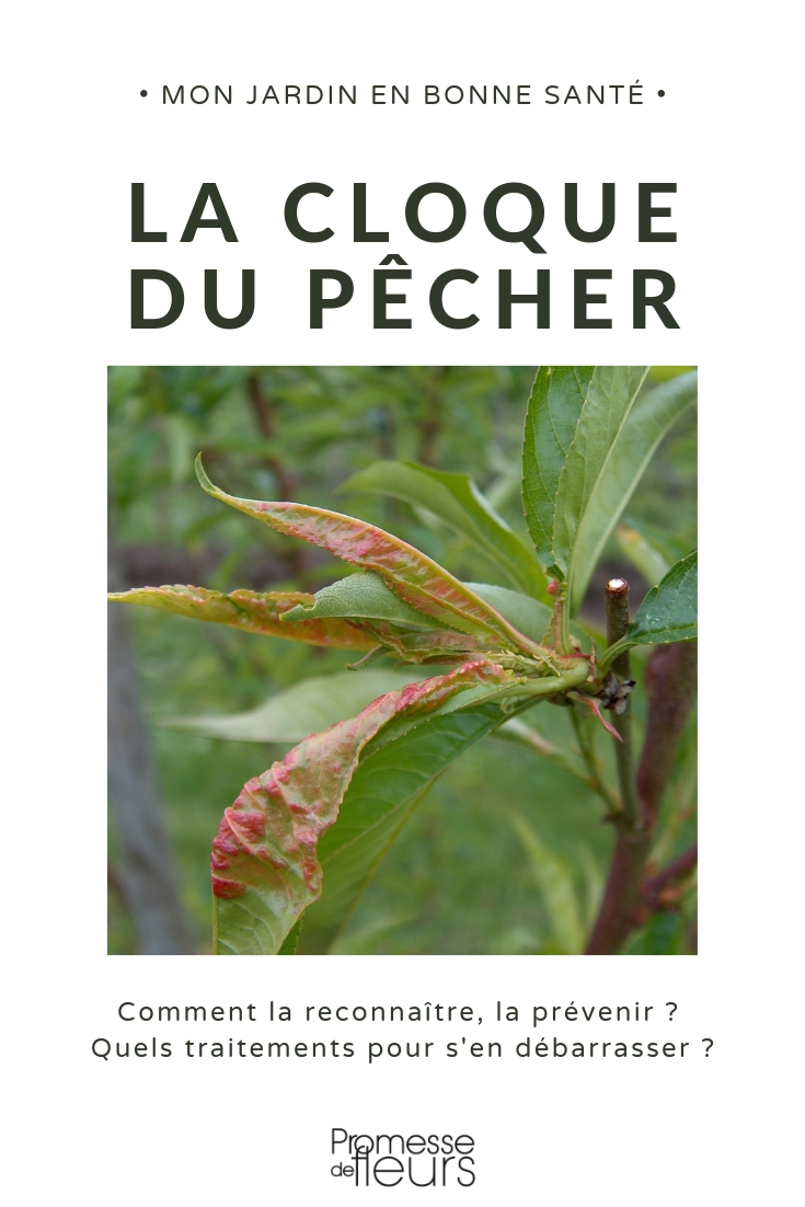 cloque du pecher : prévention et traitement