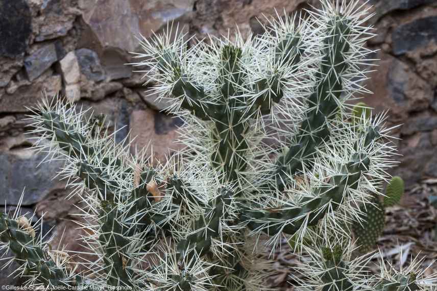 plante exotique rustique